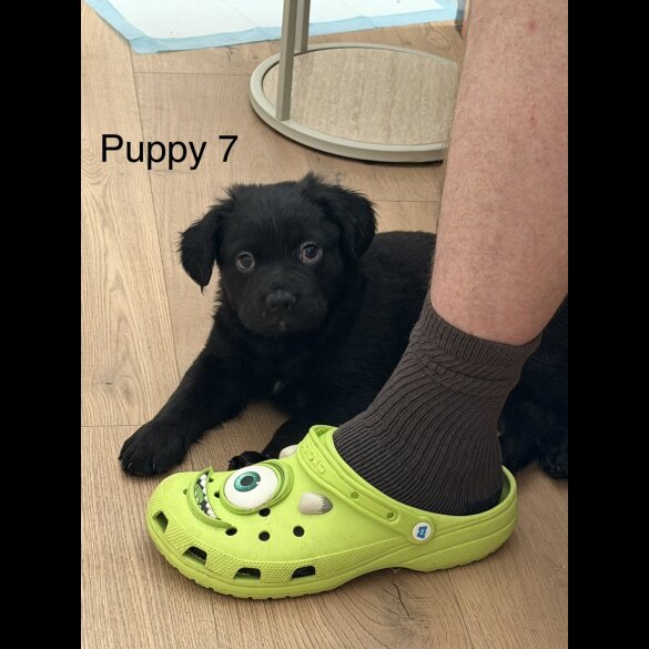 German Shepherd (Alsatian)