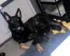 German Shepherd (Alsatian)