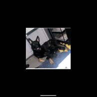 German Shepherd (Alsatian)