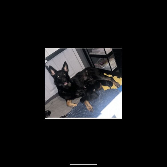 German Shepherd (Alsatian)