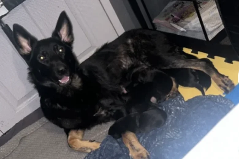 German Shepherd (Alsatian)
