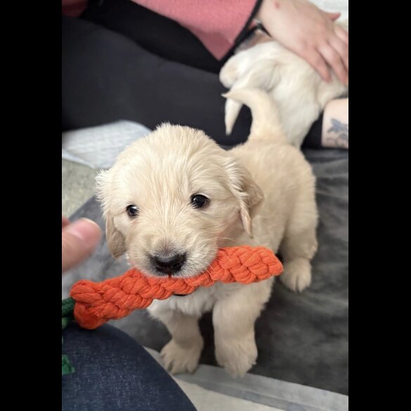 Golden Retriever