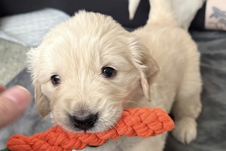 Golden Retriever
