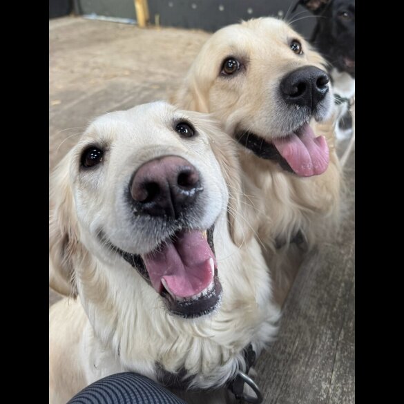 Golden Retriever