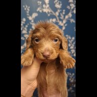 Dachshund (Miniature Long Haired)