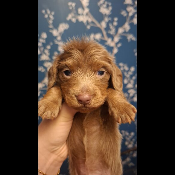 Dachshund (Miniature Long Haired)