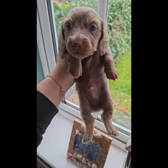 Dachshund (Miniature Long Haired)