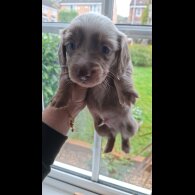 Dachshund (Miniature Long Haired)