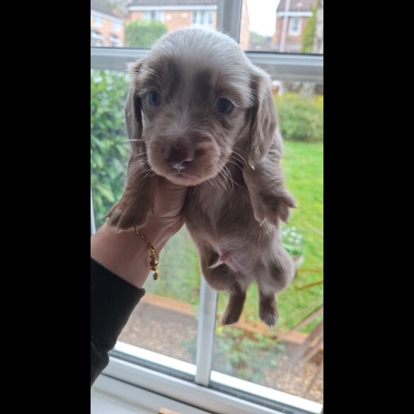 Dachshund (Miniature Long Haired)