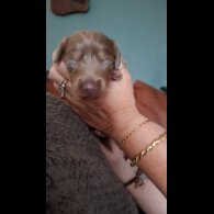Dachshund (Miniature Long Haired)