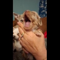 Dachshund (Miniature Long Haired)