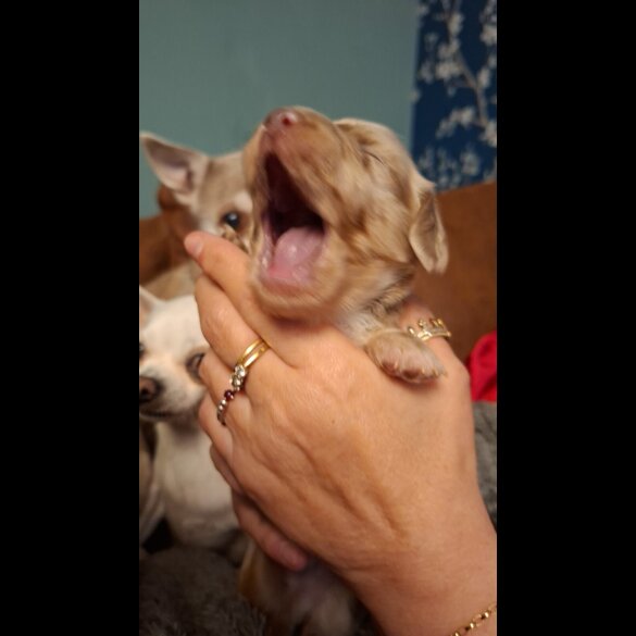 Dachshund (Miniature Long Haired)