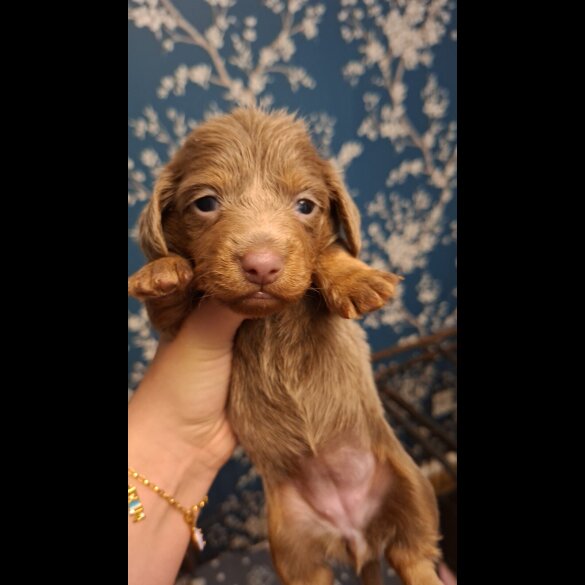 Dachshund (Miniature Long Haired)