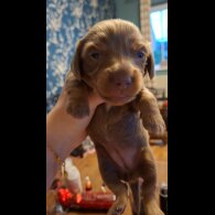 Dachshund (Miniature Long Haired)