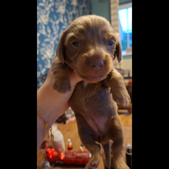 Dachshund (Miniature Long Haired)