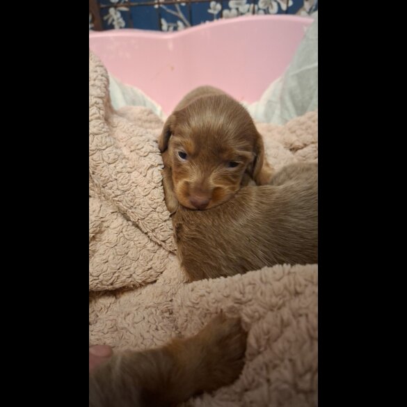 Dachshund (Miniature Long Haired)