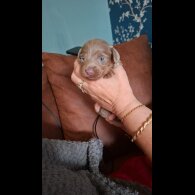 Dachshund (Miniature Long Haired)