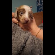 Dachshund (Miniature Long Haired)