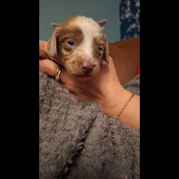 Dachshund (Miniature Long Haired)