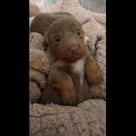 Dachshund (Miniature Long Haired)
