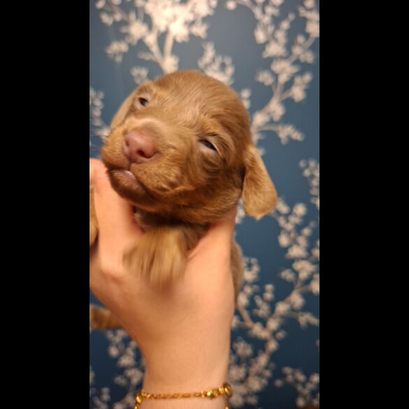 Dachshund (Miniature Long Haired)