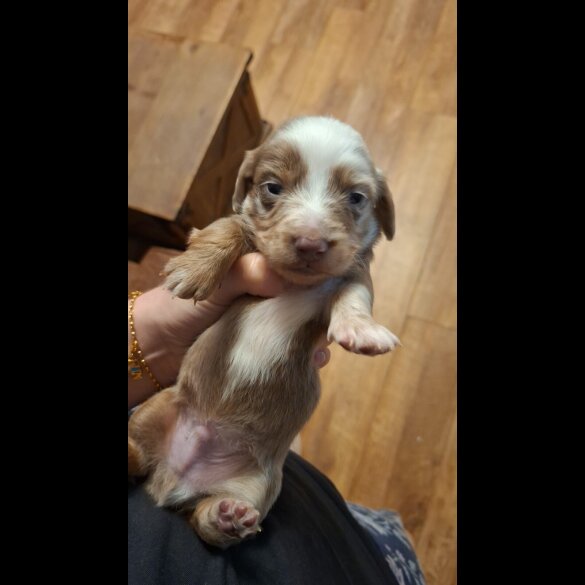 Dachshund (Miniature Long Haired)