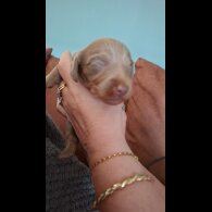 Dachshund (Miniature Long Haired)