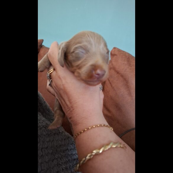 Dachshund (Miniature Long Haired)