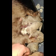 Dachshund (Miniature Long Haired)