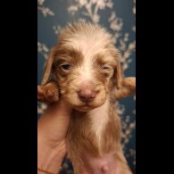 Dachshund (Miniature Long Haired)