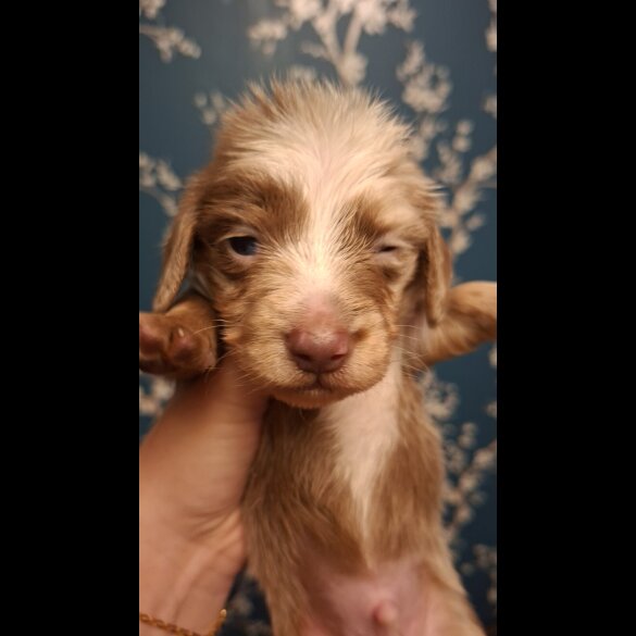 Dachshund (Miniature Long Haired)