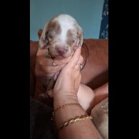 Dachshund (Miniature Long Haired)