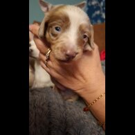 Dachshund (Miniature Long Haired)