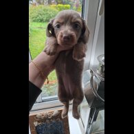 Dachshund (Miniature Long Haired)