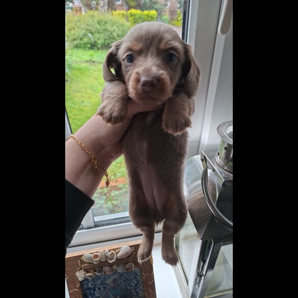 Dachshund (Miniature Long Haired)