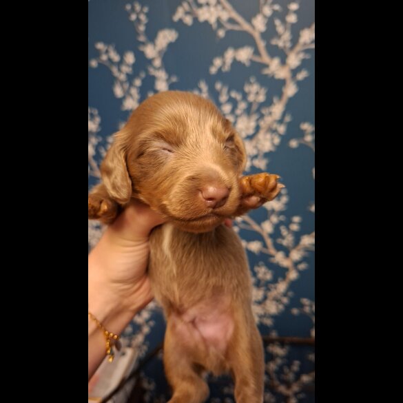 Dachshund (Miniature Long Haired)