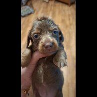 Dachshund (Miniature Long Haired)