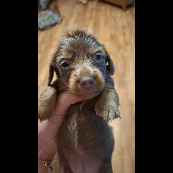 Dachshund (Miniature Long Haired)