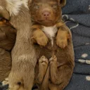 Dachshund (Miniature Long Haired)