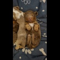 Dachshund (Miniature Long Haired)