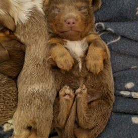Dachshund (Miniature Long Haired)
