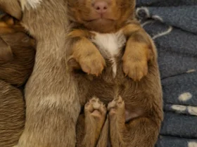 Dachshund (Miniature Long Haired)