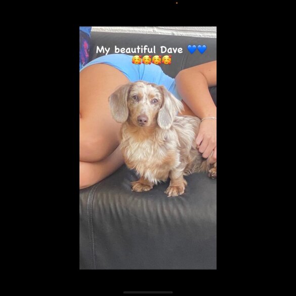 Dachshund (Miniature Long Haired)