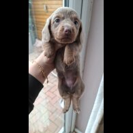 Dachshund (Miniature Long Haired)