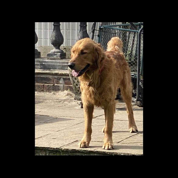 Golden Retriever