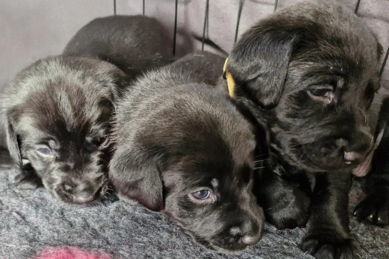 Labrador Retriever