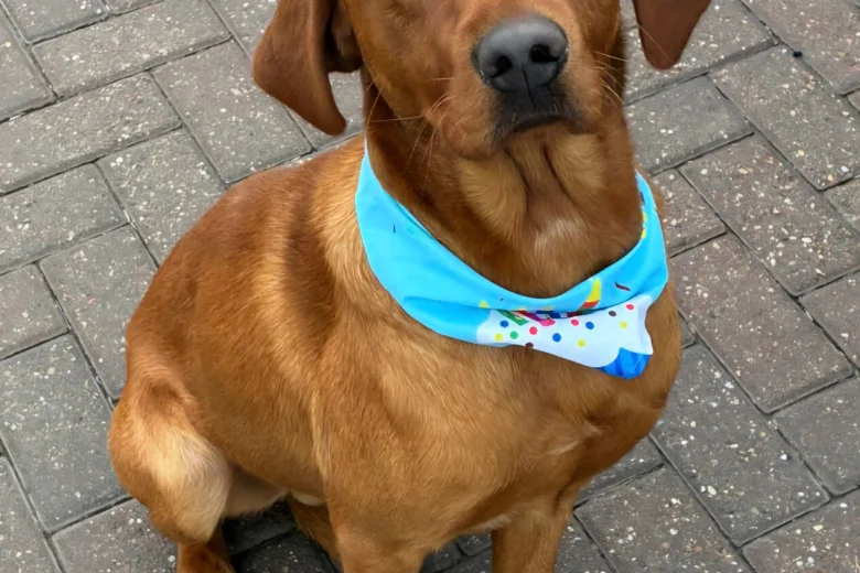 Labrador Retriever