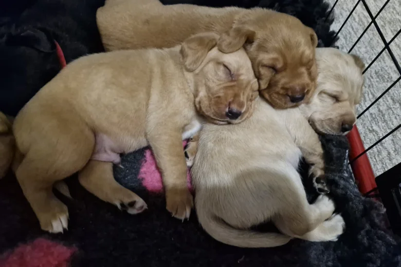 Labrador Retriever