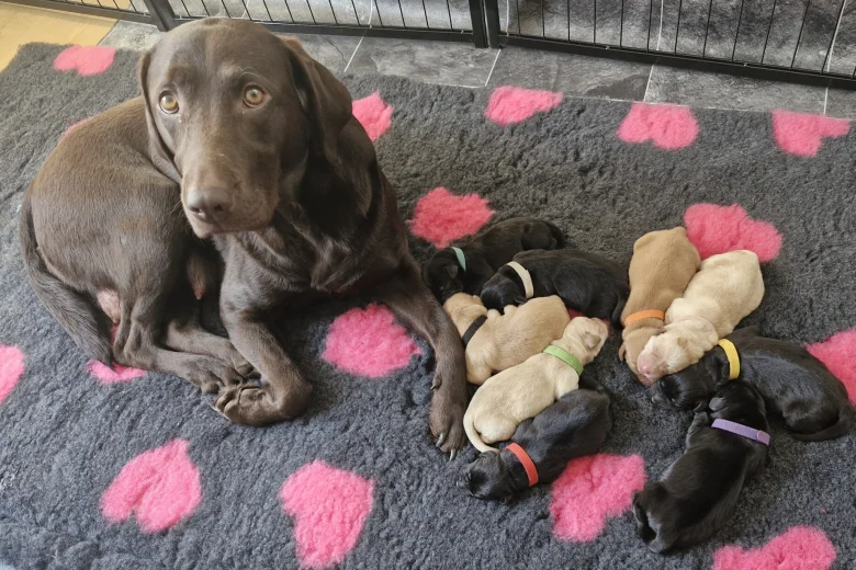 Labrador Retriever