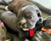 Mixed Breed